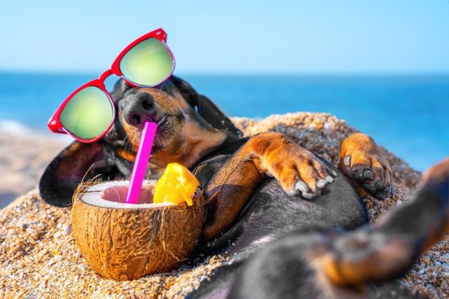 Happy Labor Day to our fellow Private Label Marketers.

Take a break, unwind, and enjoy some well-deserved relaxation. 

Wishing you a day filled with sunshine, good company, and a paw-some time! 

#PLSPrivateLabel #LaborDay #PrivateLabel #Relaxation #PrivateLabelSupplement #PrivateLabelSupplements