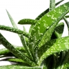 Aloe Vera Gel 5000 mg Supplement