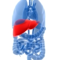 Liver Health