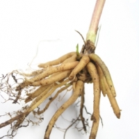 Valerian Root 1000 mg Supplement